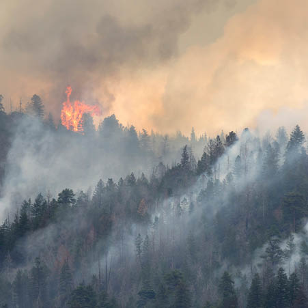 Article Image <p>Wildfire preparation & safety tips</p>