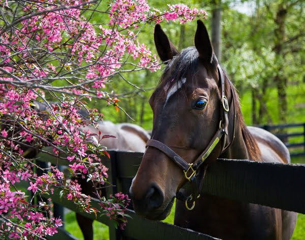 Horse looking over fence near tree | Alliant Private Client