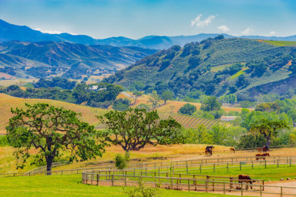 Horses in a field with mountains | Alliant Private Client